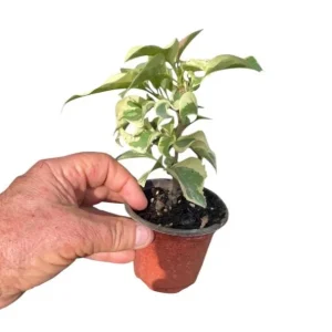 Set 2 Raspberry Ice Bougainvillea Live Plants, Starter Plants for Planting, Pink Bougainvillea Plant, Well Rooted, 4 to 6 Inch Tall, No Pot - Image 10
