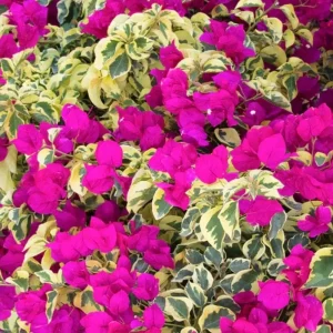 Set 2 Raspberry Ice Bougainvillea Live Plants, Starter Plants for Planting, Pink Bougainvillea Plant, Well Rooted, 4 to 6 Inch Tall, No Pot - Image 2