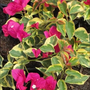 Set 2 Raspberry Ice Bougainvillea Live Plants, Starter Plants for Planting, Pink Bougainvillea Plant, Well Rooted, 4 to 6 Inch Tall, No Pot - Image 5