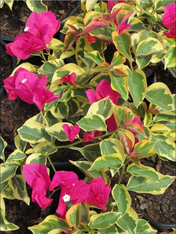 Set 2 Raspberry Ice Bougainvillea Live Plants, Starter Plants for Planting, Pink Bougainvillea Plant, Well Rooted, 4 to 6 Inch Tall, No Pot - Image 5