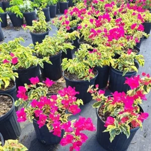 Set 2 Raspberry Ice Bougainvillea Live Plants, Starter Plants for Planting, Pink Bougainvillea Plant, Well Rooted, 4 to 6 Inch Tall, No Pot - Image 6