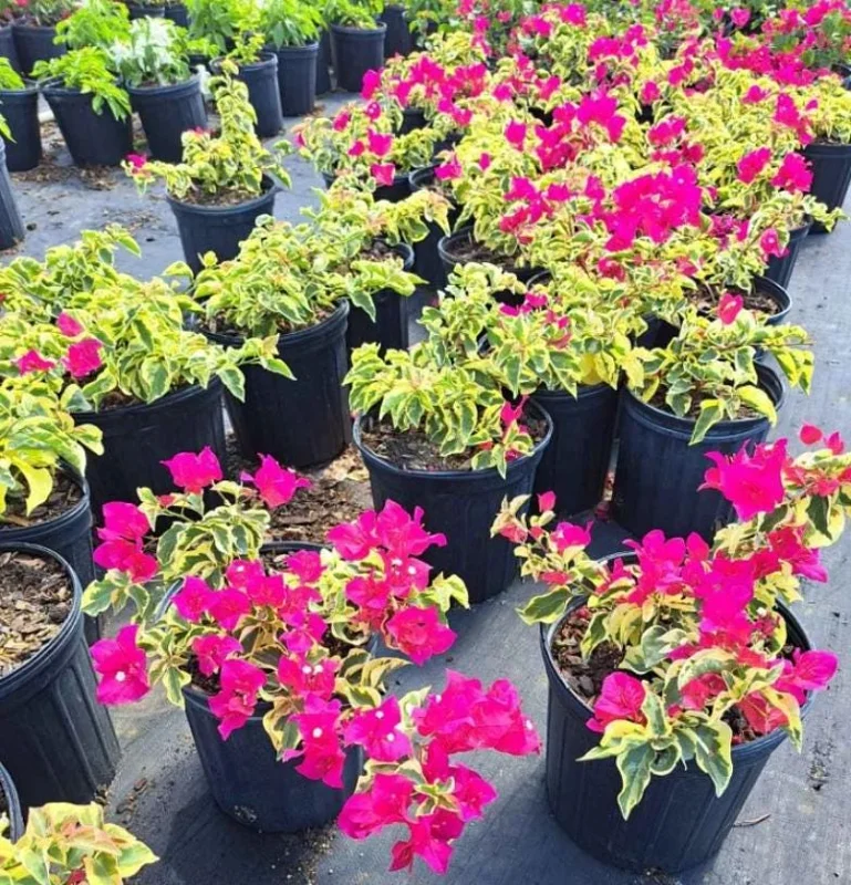 Set 2 Raspberry Ice Bougainvillea Live Plants, Starter Plants for Planting, Pink Bougainvillea Plant, Well Rooted, 4 to 6 Inch Tall, No Pot - Image 6