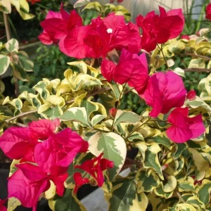 Set 2 Raspberry Ice Bougainvillea Live Plants, Starter Plants for Planting, Pink Bougainvillea Plant, Well Rooted, 4 to 6 Inch Tall, No Pot - Image 7