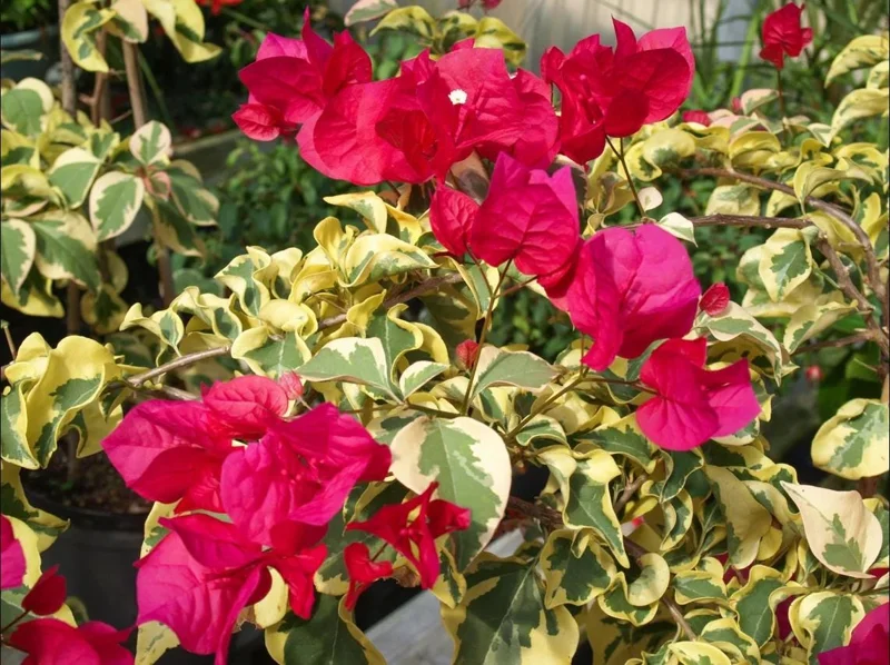Set 2 Raspberry Ice Bougainvillea Live Plants, Starter Plants for Planting, Pink Bougainvillea Plant, Well Rooted, 4 to 6 Inch Tall, No Pot - Image 7