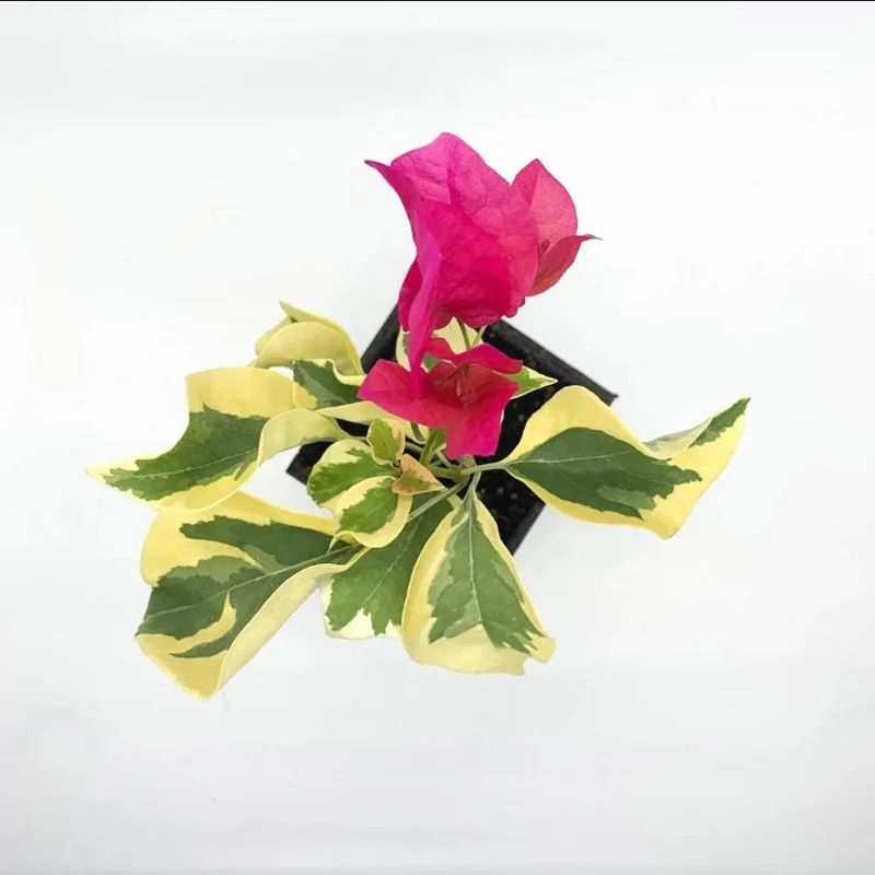 Set 2 Raspberry Ice Bougainvillea Live Plants, Starter Plants for Planting, Pink Bougainvillea Plant, Well Rooted, 4 to 6 Inch Tall, No Pot - Image 8