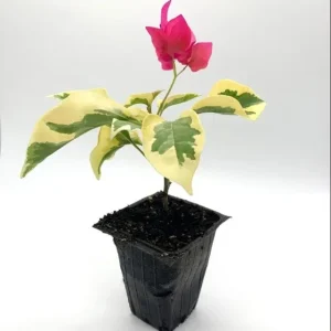 Set 2 Raspberry Ice Bougainvillea Live Plants, Starter Plants for Planting, Pink Bougainvillea Plant, Well Rooted, 4 to 6 Inch Tall, No Pot - Image 9
