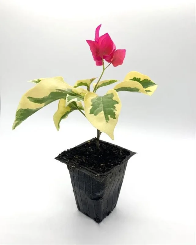 Set 2 Raspberry Ice Bougainvillea Live Plants, Starter Plants for Planting, Pink Bougainvillea Plant, Well Rooted, 4 to 6 Inch Tall, No Pot - Image 9