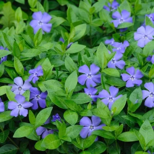 Set 25 Vinca Plants Live, Creeping Periwinkle Root Perennial Evergreen Ground Cover, Vinca Minor Plant Well Rooted, 3 to 5 Inch Tall, No Pot - Image 2