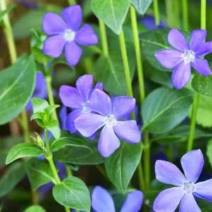 Set 25 Vinca Plants Live, Creeping Periwinkle Root Perennial Evergreen Ground Cover, Vinca Minor Plant Well Rooted, 3 to 5 Inch Tall, No Pot - Image 3