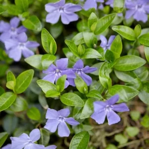 Set 25 Vinca Plants Live, Creeping Periwinkle Root Perennial Evergreen Ground Cover, Vinca Minor Plant Well Rooted, 3 to 5 Inch Tall, No Pot - Image 4