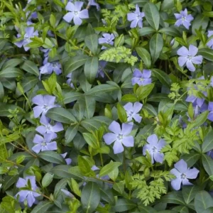 Set 25 Vinca Plants Live, Creeping Periwinkle Root Perennial Evergreen Ground Cover, Vinca Minor Plant Well Rooted, 3 to 5 Inch Tall, No Pot - Image 5