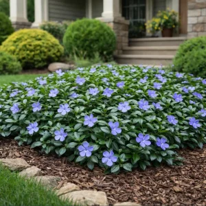 Set 25 Vinca Plants Live, Creeping Periwinkle Root Perennial Evergreen Ground Cover, Vinca Minor Plant Well Rooted, 3 to 5 Inch Tall, No Pot - Image 6