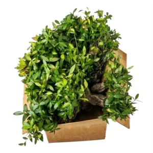 Set 25 Vinca Plants Live, Creeping Periwinkle Root Perennial Evergreen Ground Cover, Vinca Minor Plant Well Rooted, 3 to 5 Inch Tall, No Pot - Image 7