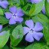 Set 25 Vinca Plants Live, Creeping Periwinkle Root Perennial Evergreen Ground Cover, Vinca Minor Plant Well Rooted, 3 to 5 Inch Tall, No Pot - Image 1