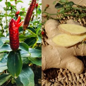 Set 3 Shampoo Ginger Rhizomes - Live Awapuhi Roots to Grow, Zingiber Zerumbet Bare Root Plant - Image 2