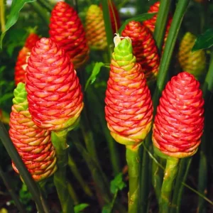 Set 3 Shampoo Ginger Rhizomes - Live Awapuhi Roots to Grow, Zingiber Zerumbet Bare Root Plant - Image 4