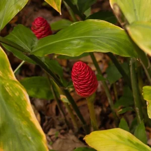 Set 3 Shampoo Ginger Rhizomes - Live Awapuhi Roots to Grow, Zingiber Zerumbet Bare Root Plant - Image 7