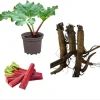 Set 5 Rhubarb Bare Roots - Red Victoria Perennial Plants, 4-6 Inch Long, Hardy - Image 1