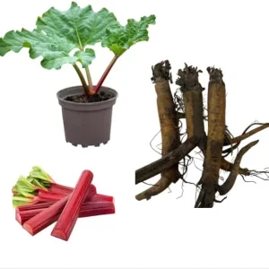 Set 5 Rhubarb Bare Roots - Red Victoria Perennial Plants, 4-6 Inch Long, Hardy - Image 1