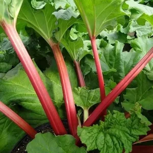 Set 5 Rhubarb Bare Roots - Red Victoria Perennial Plants, 4-6 Inch Long, Hardy - Image 4