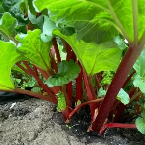 Set 5 Rhubarb Bare Roots - Red Victoria Perennial Plants, 4-6 Inch Long, Hardy - Image 6