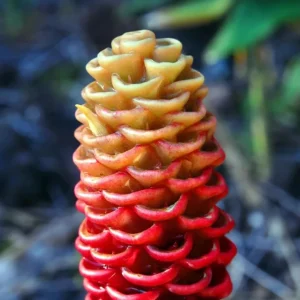 Set 5 Shampoo Ginger Rhizomes - Live Awapuhi Roots for Growing - Zingiber zerumbet Bare Root Plant - Image 7