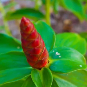 Set 5 Shampoo Ginger Rhizomes - Live Awapuhi Roots for Growing - Zingiber zerumbet Bare Root Plant - Image 9