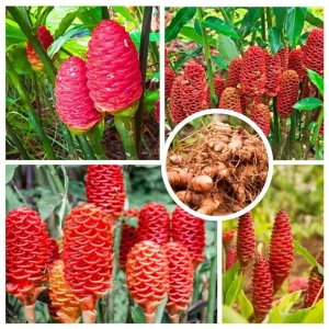 Set 8 Awapuhi Shampoo Ginger Rhizomes - Live Zingiber Zerumbet Roots to Grow - Image 5