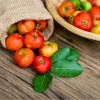 Set of 2 Barbados Cherry Live Starter Plants, Acerola Fruit Trees, 4-6 Inch Tall - Image 1