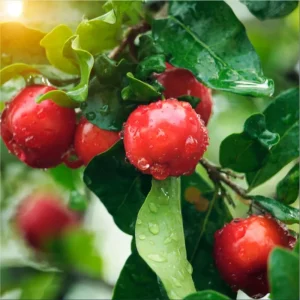 Set of 2 Barbados Cherry Live Starter Plants, Acerola Fruit Trees, 4-6 Inch Tall - Image 2