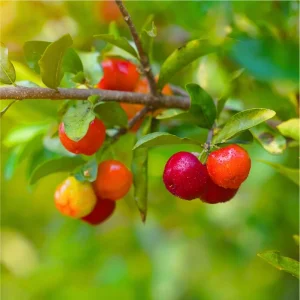 Set of 2 Barbados Cherry Live Starter Plants, Acerola Fruit Trees, 4-6 Inch Tall - Image 4