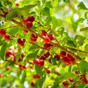 Set of 2 Barbados Cherry Live Starter Plants, Acerola Fruit Trees, 4-6 Inch Tall - Image 5