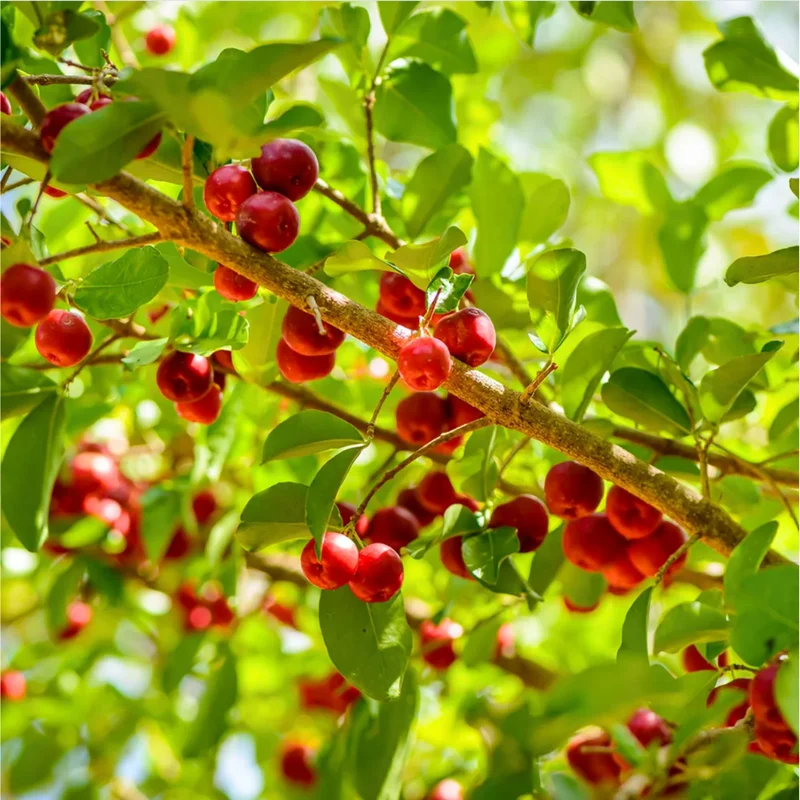 Set of 2 Barbados Cherry Live Starter Plants, Acerola Fruit Trees, 4-6 Inch Tall - Image 5