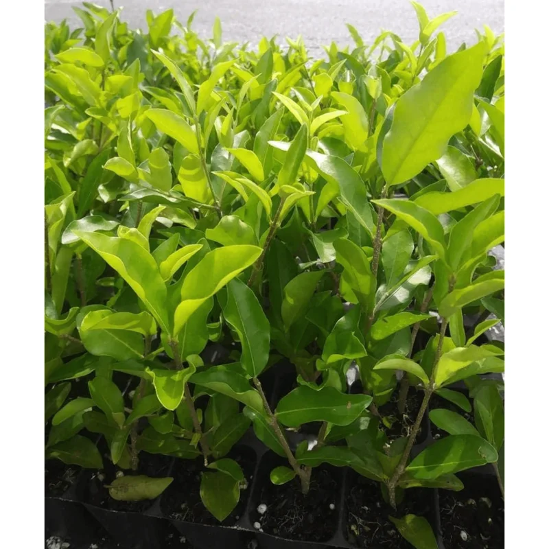 Set of 2 Barbados Cherry Live Starter Plants, Acerola Fruit Trees, 4-6 Inch Tall - Image 6