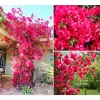 Set of 2 Barbara Karst Bougainvillea Live Plants, 4-6 Inch Tall, Vibrant Red Blooms, Outdoor Vine - Image 1