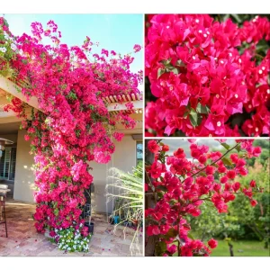 Set of 2 Barbara Karst Bougainvillea Live Plants, 4-6 Inch Tall, Vibrant Red Blooms, Outdoor Vine - Image 1
