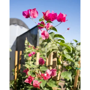 Set of 2 Barbara Karst Bougainvillea Live Plants, 4-6 Inch Tall, Vibrant Red Blooms, Outdoor Vine - Image 5