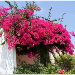 Set of 2 Barbara Karst Bougainvillea Live Plants, 4-6 Inch Tall, Vibrant Red Blooms, Outdoor Vine - Image 6
