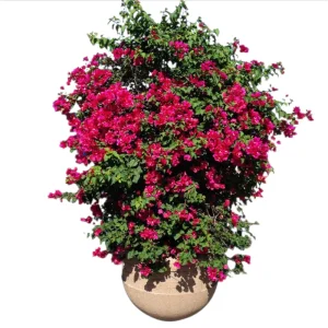 Set of 2 Barbara Karst Bougainvillea Live Plants, 4-6 Inch Tall, Vibrant Red Blooms, Outdoor Vine - Image 7