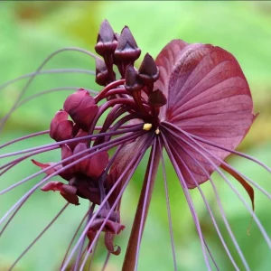 Set of 2 Black Tacca Live Starter Plants – Black Bat Flower – 3-5 Inch Tall – No Pot - Image 2