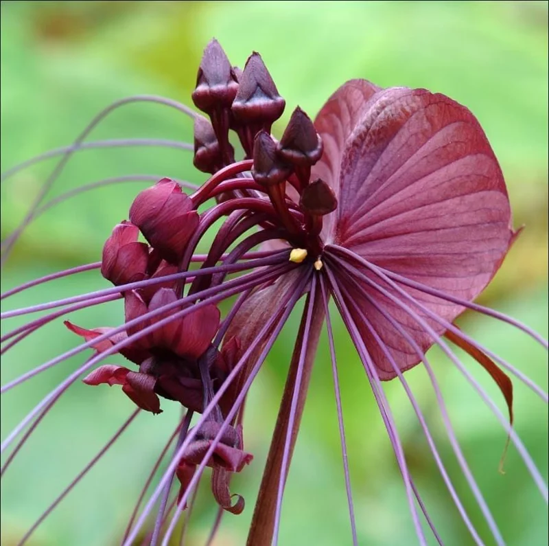 Set of 2 Black Tacca Live Starter Plants – Black Bat Flower – 3-5 Inch Tall – No Pot - Image 2
