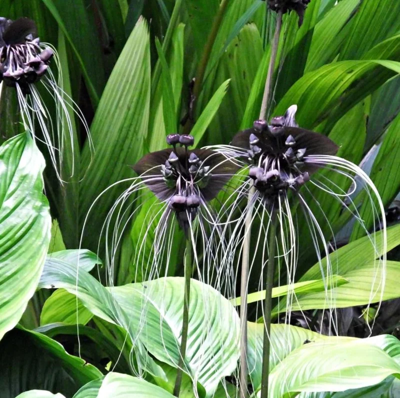 Set of 2 Black Tacca Live Starter Plants – Black Bat Flower – 3-5 Inch Tall – No Pot - Image 3