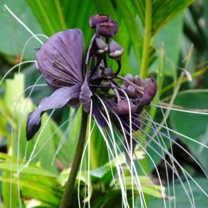 Set of 2 Black Tacca Live Starter Plants – Black Bat Flower – 3-5 Inch Tall – No Pot - Image 4