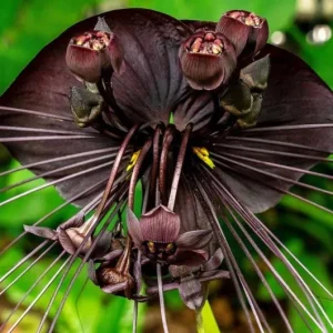 Set of 2 Black Tacca Live Starter Plants – Black Bat Flower – 3-5 Inch Tall – No Pot - Image 5