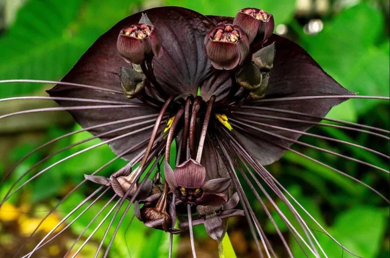 Set of 2 Black Tacca Live Starter Plants – Black Bat Flower – 3-5 Inch Tall – No Pot - Image 5