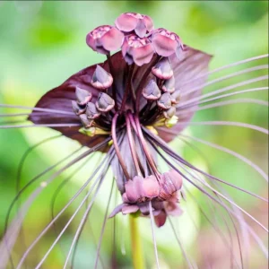 Set of 2 Black Tacca Live Starter Plants – Black Bat Flower – 3-5 Inch Tall – No Pot - Image 1