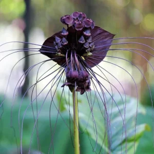 Set of 2 Black Tacca Live Starter Plants – Black Bat Flower – 3-5 Inch Tall – No Pot - Image 7