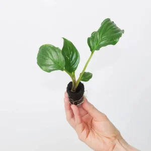 Set of 2 Black Tacca Live Starter Plants – Black Bat Flower – 3-5 Inch Tall – No Pot - Image 8