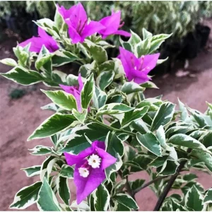 Set of 2 Blueberry Ice Bougainvillea Live Starter Plants, 4-6 Inch Tall, Purple Trumpet Vine Flower, Outdoor - Image 2