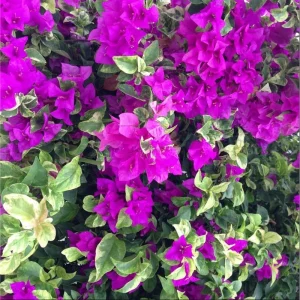 Set of 2 Blueberry Ice Bougainvillea Live Starter Plants, 4-6 Inch Tall, Purple Trumpet Vine Flower, Outdoor - Image 3
